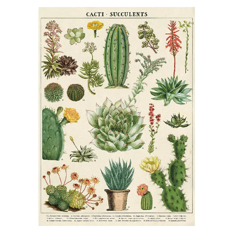 Cavallini Vintage Poster Cacti and Succulents